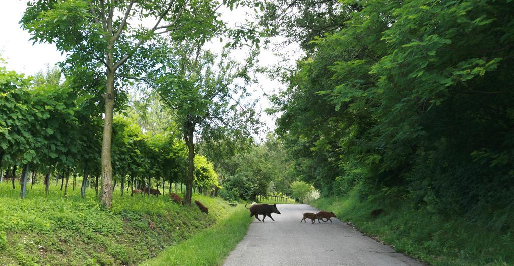 B&B Contarine Cinto Euganeo Bagian luar foto